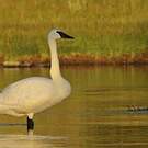 Cygne trompette