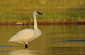 Cygne trompette