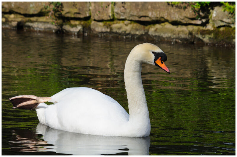 Cygne tuberculéadulte