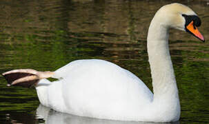 Mute Swan