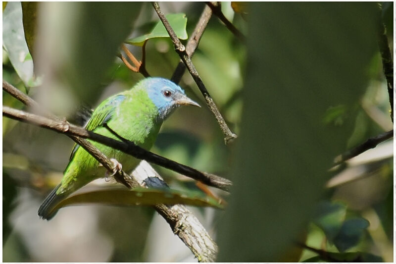 Dacnis bleu femelle adulte