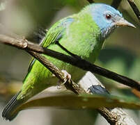 Dacnis bleu