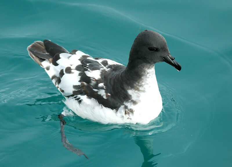 Cape Petrel