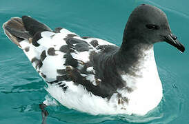 Cape Petrel