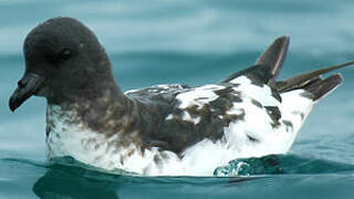 Cape Petrel