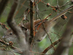 Eastern Bristlebird