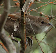 Eastern Bristlebird