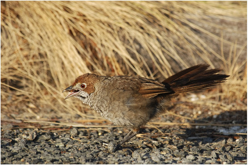 Rufous Bristlebirdadult