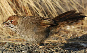 Rufous Bristlebird