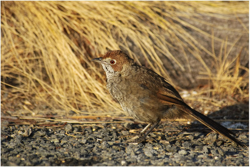 Rufous Bristlebirdadult