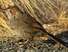 Rufous Bristlebird