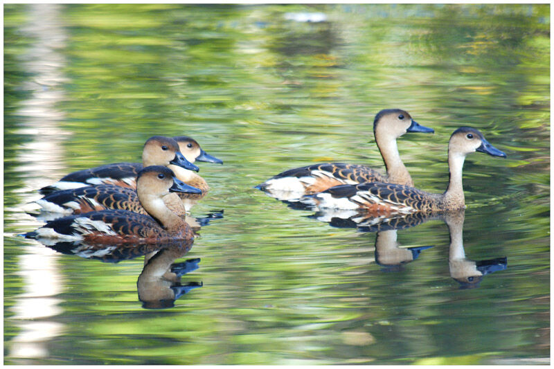 Wandering Whistling Duckadult