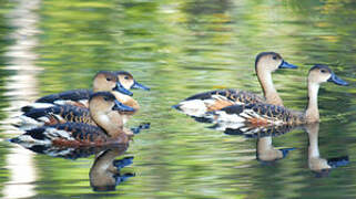 Wandering Whistling Duck