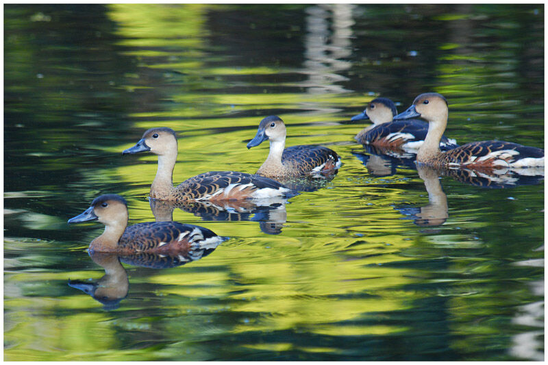 Wandering Whistling Duckadult