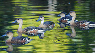 Wandering Whistling Duck