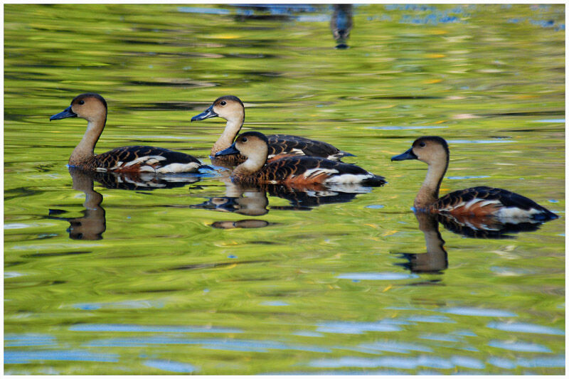 Dendrocygne à lunulesadulte