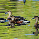 Dendrocygne à lunules