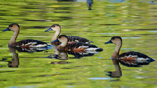 Wandering Whistling Duck