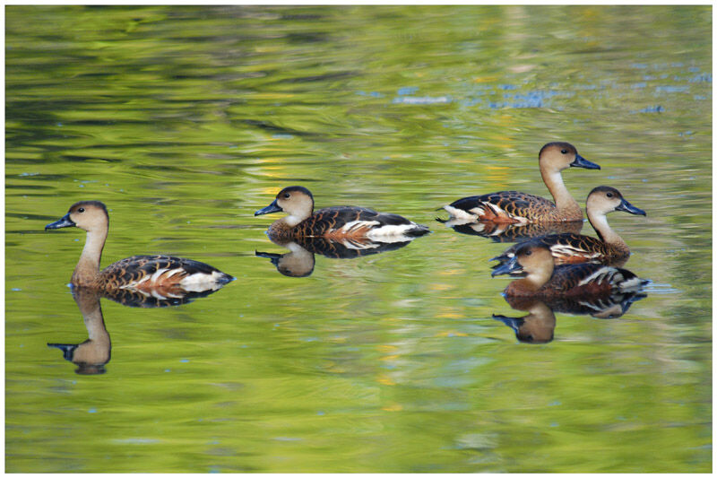 Wandering Whistling Duckadult