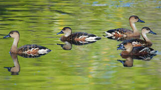 Wandering Whistling Duck