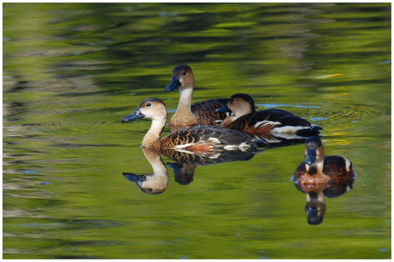 Dendrocygne à lunulesadulte