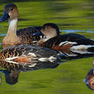 Dendrocygne à lunules