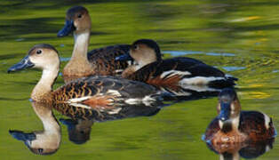 Wandering Whistling Duck