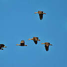 Dendrocygne à lunules