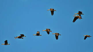 Wandering Whistling Duck