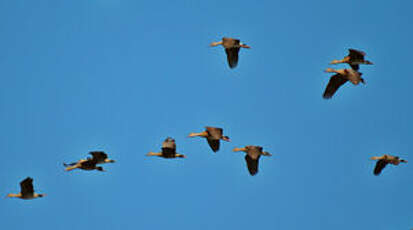 Dendrocygne à lunules