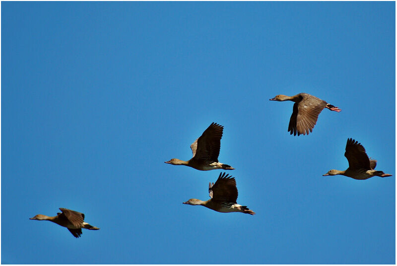 Wandering Whistling Duckadult