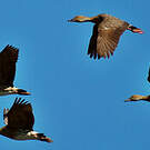 Dendrocygne à lunules