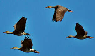 Wandering Whistling Duck