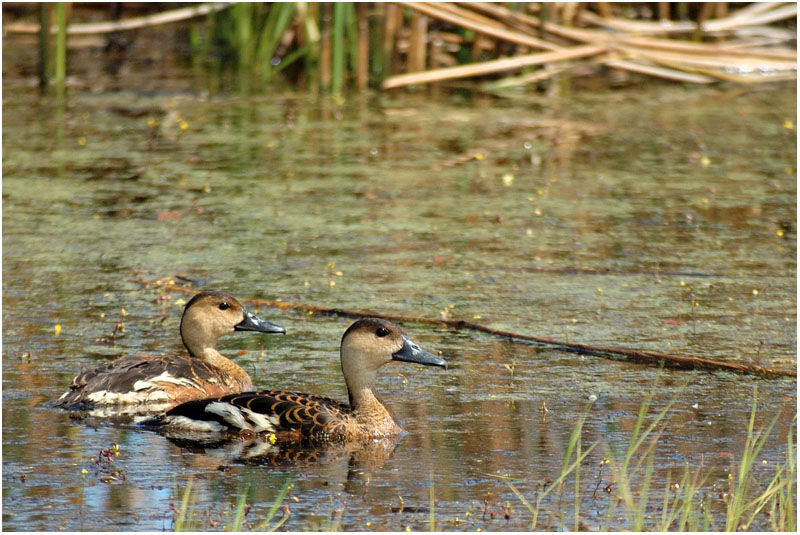 Dendrocygne à lunules adulte