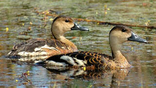 Wandering Whistling Duck