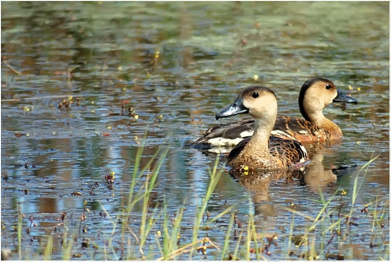 Dendrocygne à lunules adulte