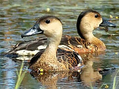 Wandering Whistling Duck