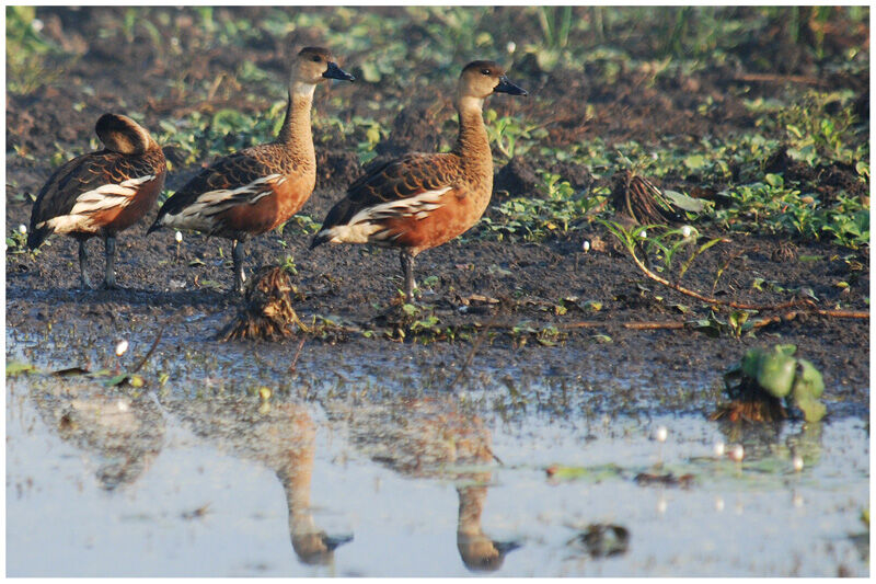 Wandering Whistling Duckadult