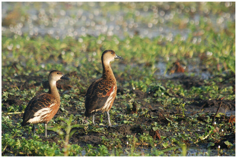 Dendrocygne à lunulesadulte