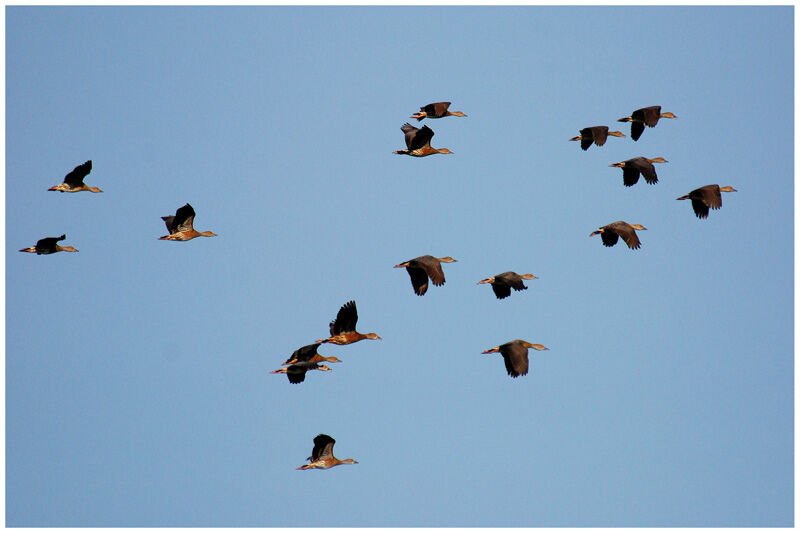 Dendrocygne à lunulesadulte