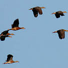 Dendrocygne à lunules