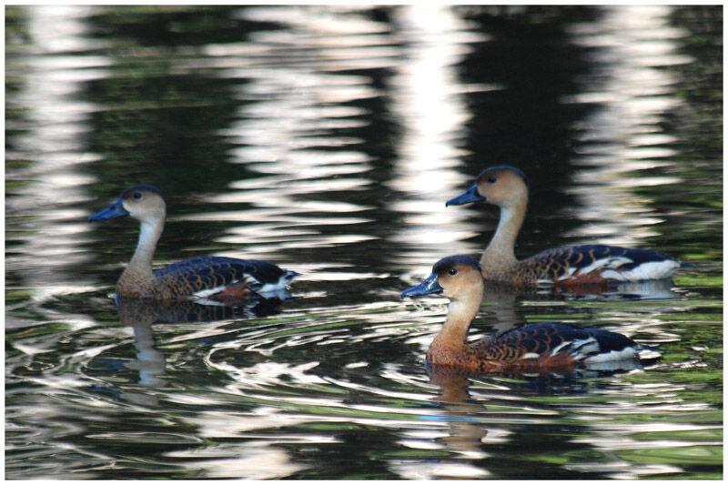 Wandering Whistling Duckadult