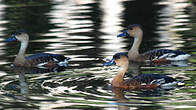 Dendrocygne à lunules