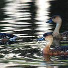 Dendrocygne à lunules