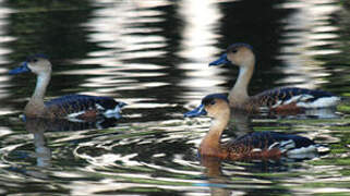 Dendrocygne à lunules