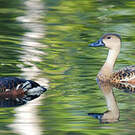 Dendrocygne à lunules