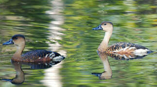 Dendrocygne à lunules