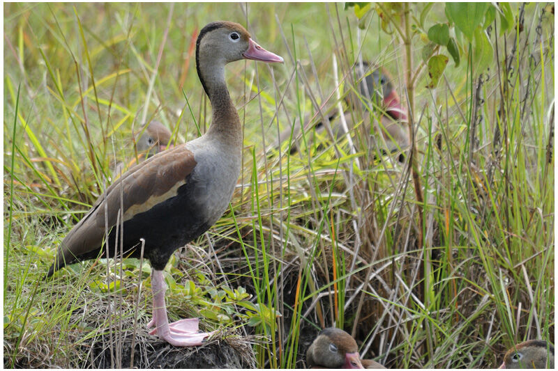 Black-bellied Whistling Duckadult, identification