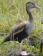 Dendrocygne à ventre noir