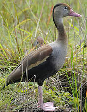 Dendrocygne à ventre noir